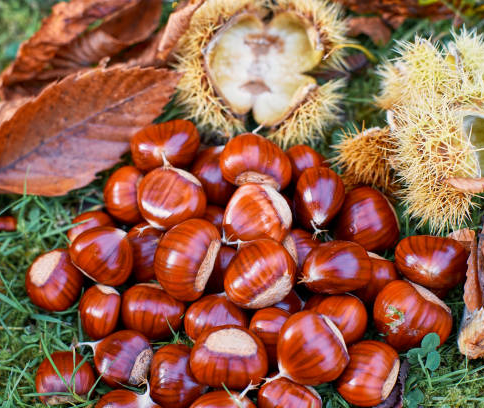 Seeds-of-American-Chestnut
