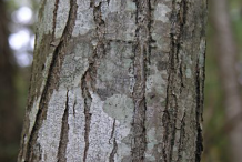 Bark-of-American-Chestnut