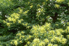 American-Chestnut-Tree