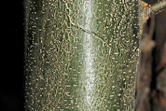 Bark-of-young-American-Chestnut