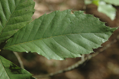 Close-view-of-Leaf-of-American-Chestnut