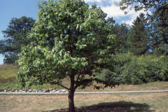 Developing-American-Chestnut-tree