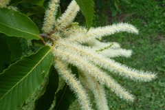 Flowers-of-American-Chestnut