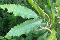 Leaves-of-American-Chestnut
