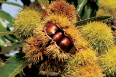 Matured-fruits-of-American-Chestnut