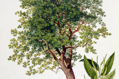 Plant-Illustration-of-American-Chestnut