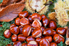 Seeds-of-American-Chestnut