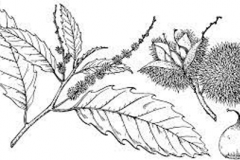 Sketch-of-American-Chestnut