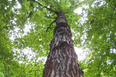 Trunk-of-American-Chestnut