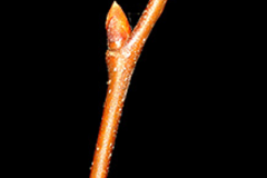 Twig-of-American-Chestnut