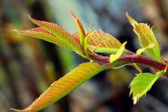 Young-leaves-of-American-Chestnut