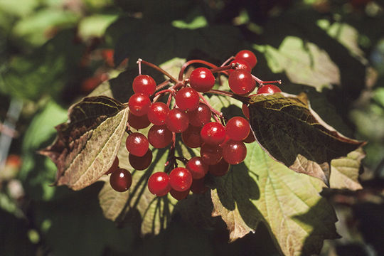 Ripe-American-Cranberry-fruit-on-the-tree