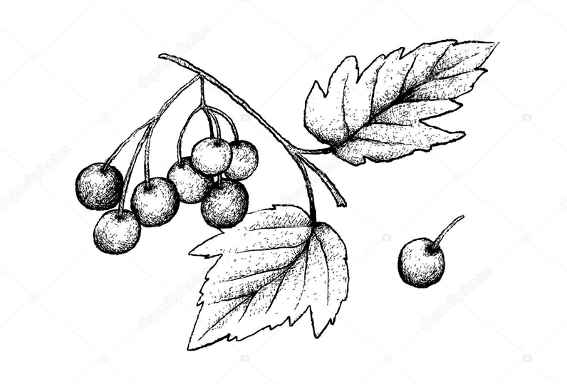Sketch-of-American-Cranberry
