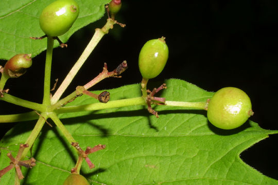 Unripe-American-Cranberry-fruit