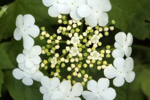 American-Cranberry-Flower