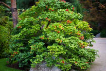 American-Cranberry-plant
