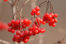 Bunch-of-American-Cranberry-fruit