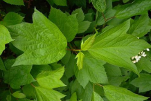 Leaves-of-American-Cranberry