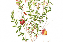 Plant-illustration-of-American-Cranberry