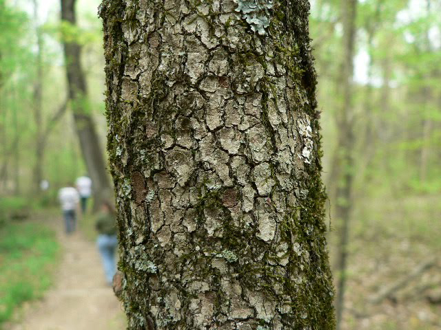 American-Dogwood-bark
