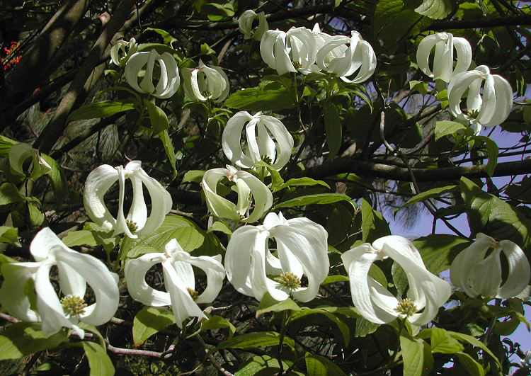 American-Dogwood-flowers