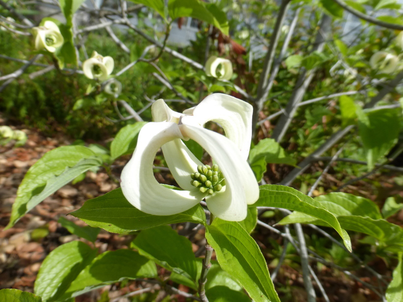 Close-view-of-American-Dogwood-flower
