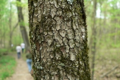 American-Dogwood-bark
