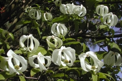 American-Dogwood-flowers