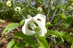 Close-view-of-American-Dogwood-flower