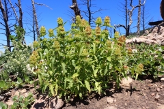 American-dragonhead-plant-growing-wild