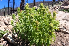 American-dragonhead-plant