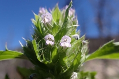 Flowering-spikes-of-American-dragonhead