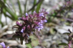 Flowers-of-American-dragonhead