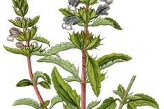 Plant-Illustration-of-American-dragonhead