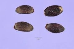 Seeds-of-American-dragonhead