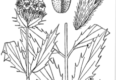 Sketch-of-American-dragonhead