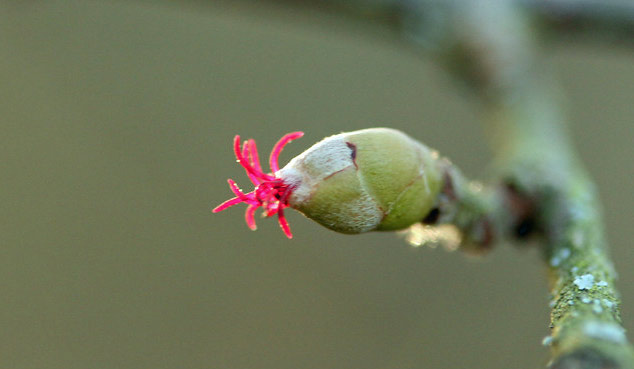 Female-flower-of-American-hazelnut