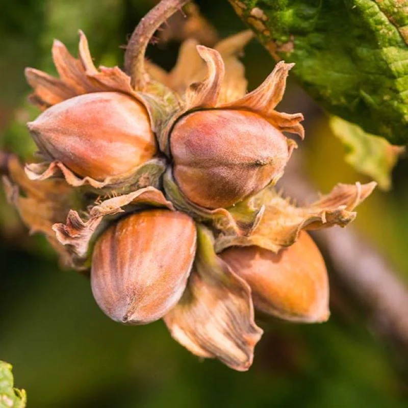Mature-fruits-of-American-hazelnut