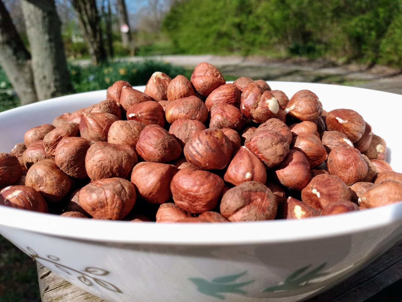Nuts-of-American-hazelnut