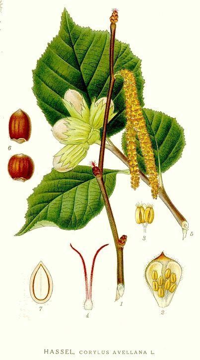 Plant-illustration-of-American-hazelnut