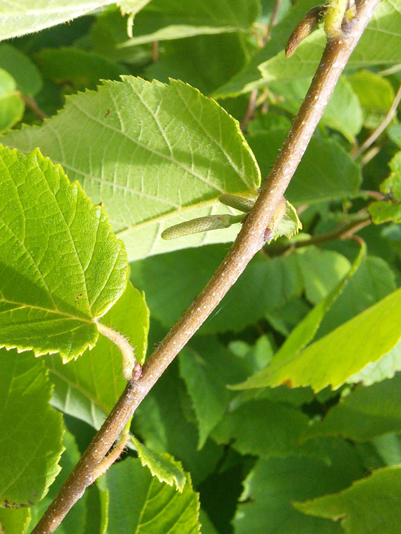 Twigs-of-American-hazelnut