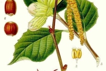 Plant-illustration-of-American-hazelnut