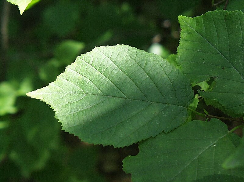 Leaves-of-American-hazelnut