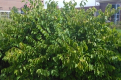 American-hazelnut-Plant