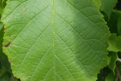 Closer-view-of-leaf-of-American-hazelnut
