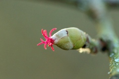 Female-flower-of-American-hazelnut