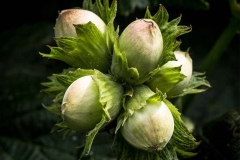 Immature-Nut-cluster-of-American-hazelnut