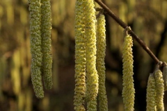 Male-catkins-or-flowers-of-American-hazelnut