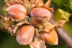Mature-fruits-of-American-hazelnut