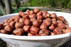 Nuts-of-American-hazelnut
